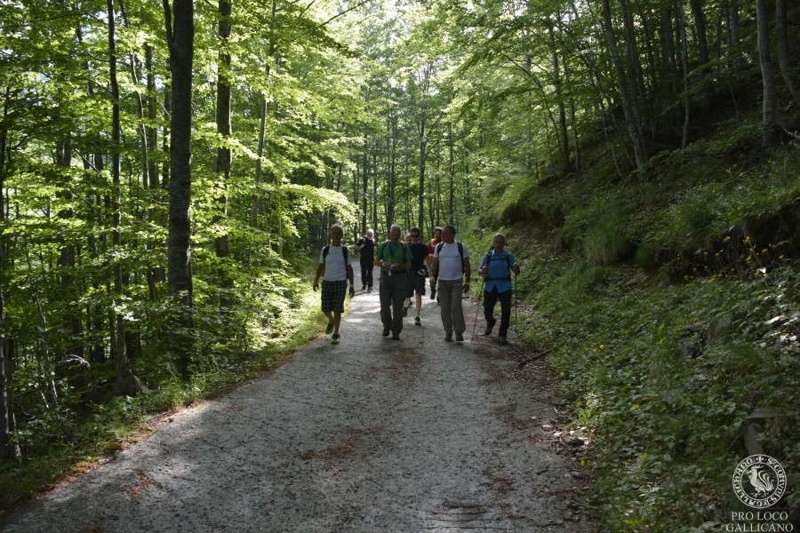 Escursionisti nel bosco di faggi della Garfagnana - Camminata Storica 2015